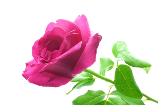 Natural pink rose