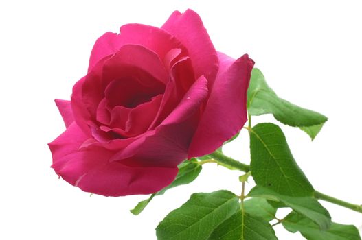 Natural pink rose