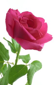 Natural pink rose