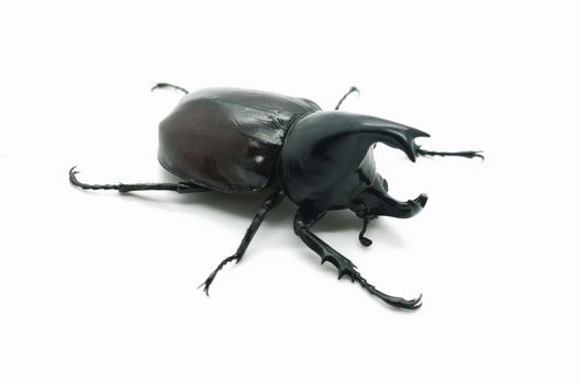 Rhino big horn beetle bug
