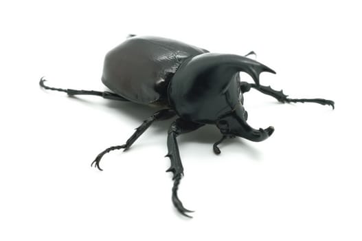 Rhino big horn beetle bug