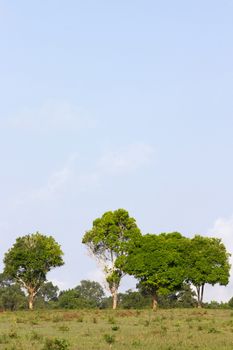 Row of green trees and blue sky