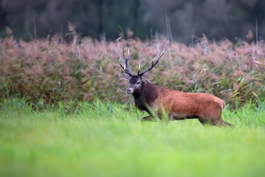 Red deer in the forest in the wild