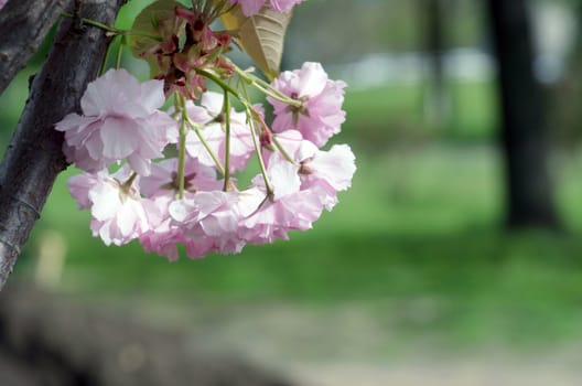  Beautiful Flower in spring. Natural background, soft focus.