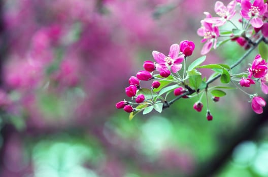  Beautiful Flower in spring. Natural background, soft focus.