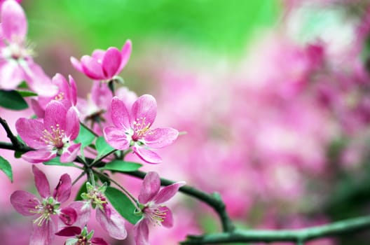  Beautiful Flower in spring. Natural background, soft focus.