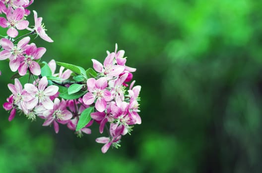  Beautiful Flower in spring. Natural background, soft focus.