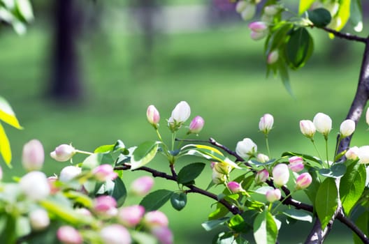  Beautiful Flower in spring. Natural background, soft focus.