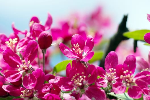  Beautiful Flower in spring. Natural background, soft focus.