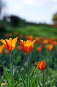  Spring background with tulips over natural background