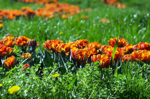  Spring background with tulips over natural background