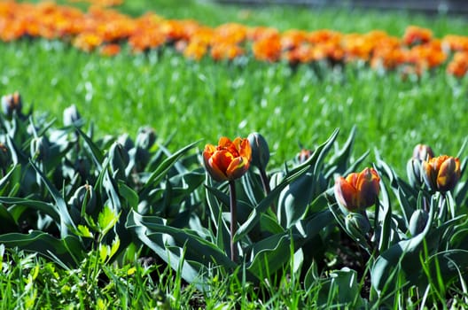  Spring background with tulips over natural background