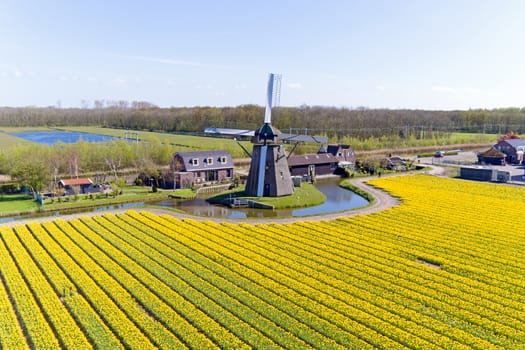 Ancient traditional windmill in the blossoming tulip fields in the Netherlands