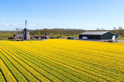 Traditional windmill with a blossoming tulip field in the Netherlands