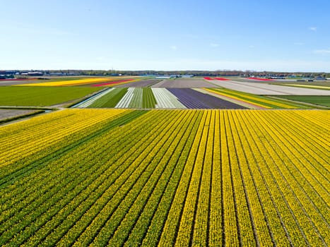 Aerial from blossoming tulip fields in the countryside from the Netherlands