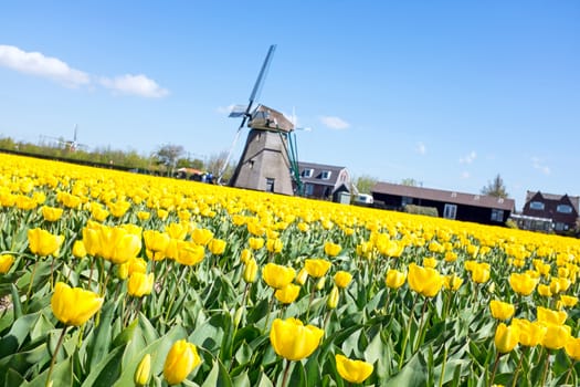 Blossoming tulip fields and a traditional windmill in the countryside from the Netherlands