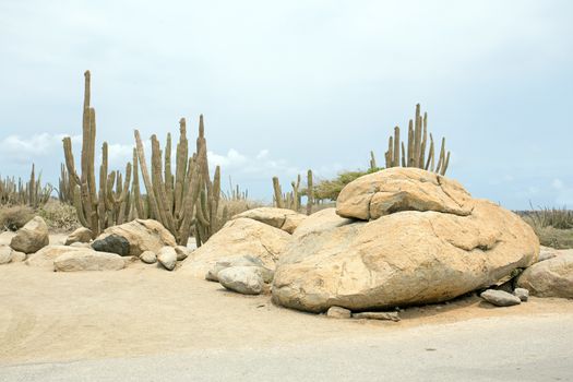 Natural rocks and cactus plants on Aruba island in the Caribbean