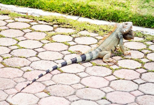Leguan on Aruba island in the Caribbean