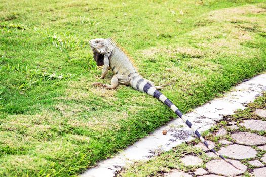 Leguan on Aruba island in the Caribbean