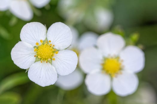 Nice white flower with blurred green background