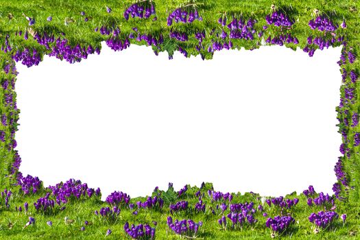 Beautiful frame with flowers, crocuses on white background.