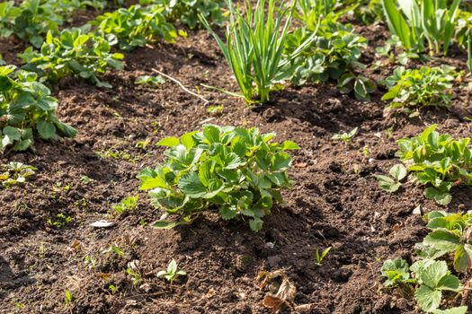 bushes of strawberries in the garden in spring