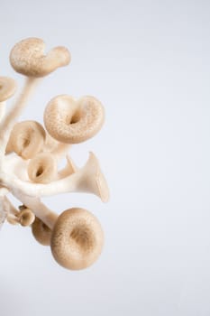 Mushroom white background,Lentinus squarrosulus Mont