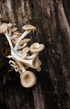 Mushroom white background,Lentinus squarrosulus Mont