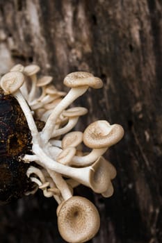 Mushroom white background,Lentinus squarrosulus Mont