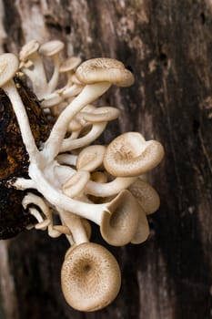 Mushroom white background,Lentinus squarrosulus Mont