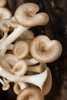 Mushroom white background,Lentinus squarrosulus Mont