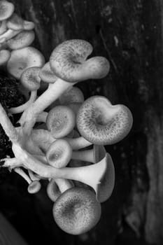 Mushroom white background,Lentinus squarrosulus Mont