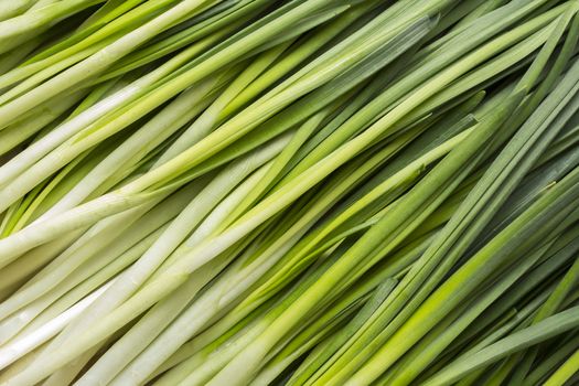 Leaves of onion closeup with water drops
