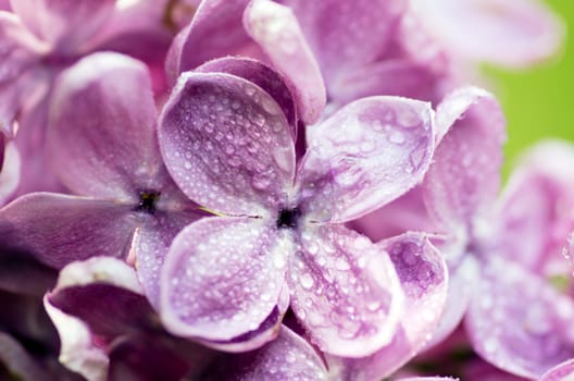 Blooming lilac flowers. Abstract background. Macro photo. 