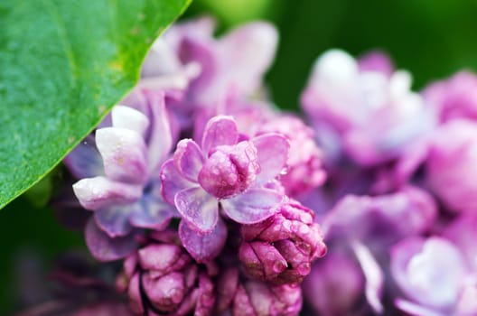 Blooming lilac flowers. Abstract background. Macro photo. 