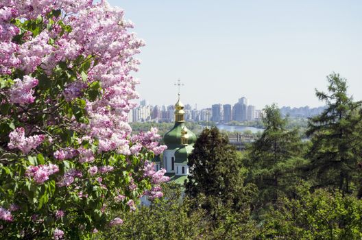 blooming lilacs in the botanical garden, Kiev, Ukraine