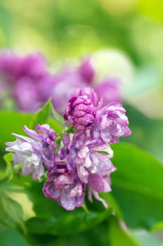 Blooming lilac flowers. Abstract background. Macro photo. 