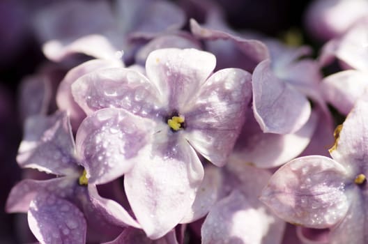 Blooming lilac flowers. Abstract background. Macro photo. 