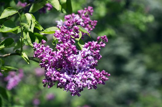 Blooming lilac flowers over natural background. 