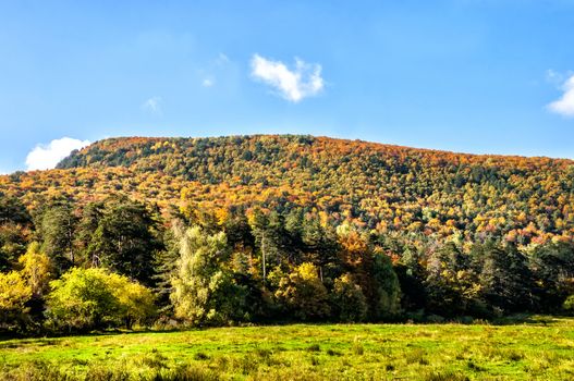 Bright sunny autumn in the mountains. Colourfull trees