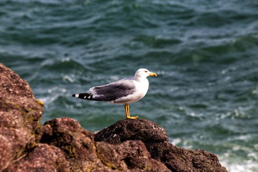 Alone seagull perched on a rock near the sea