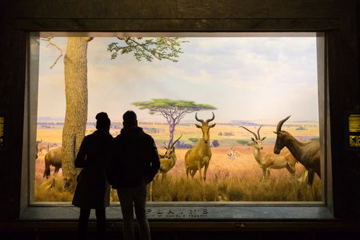 New York, United States of America - March 25: The American Museum of Natural History on March 25, 2015. With collections containing 32 million specimens, it is one of largest museums in world.
