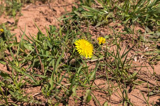 yellow dandelion on meadow in spring day