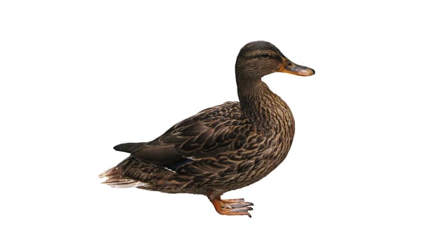 Wild duck on a white background