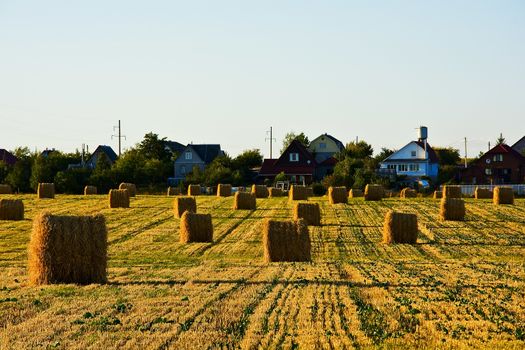 Field with bales of straw after harvest