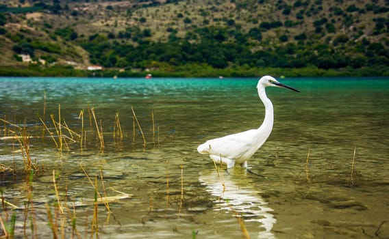 White heron in flight