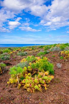 Brightful cactuses in Tenerife on Canary Islands