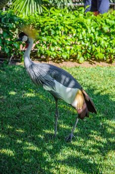 Crowned crane on the grass background  in Loro Parque, Tenerife, Canary Islands.