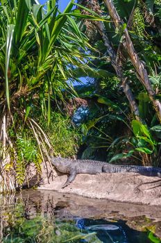 American alligator in Loro Parque, Tenerife, Canary Islands