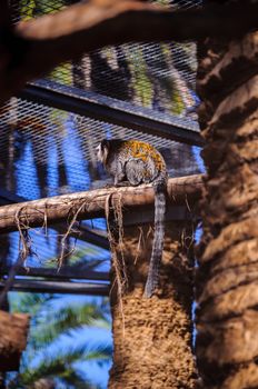 Titi, tamarin monkey in Loro Parque, Tenerife, Canary Islands